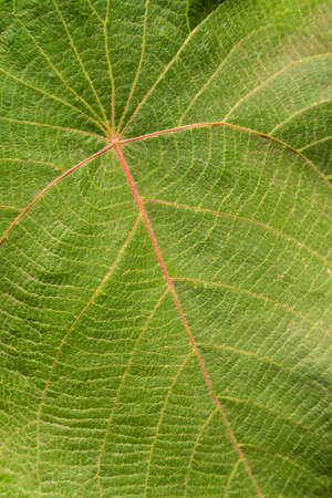 Big leaf of a tropical plant. Full frame backgroundの写真素材
