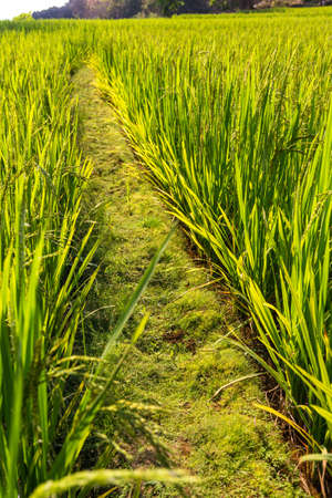 Path across rice paddy. Goa. Indiaの写真素材