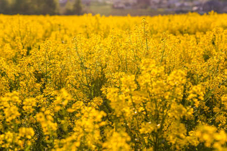 Field of blooming colza, also known as rapeseed (Brassica napus)
