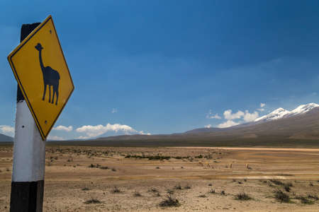 Road sign warning about vicunas passing and vicunas grazing in a mountain valley behind itの写真素材