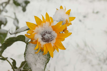 Sunflower under fresh snowの写真素材