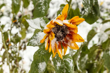 Sunflower under fresh snowの写真素材