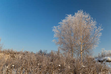 Trees covered with hoarfrost on a sunny winter dayの写真素材