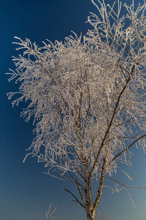 Trees covered with hoarfrost on a sunny winter dayの写真素材