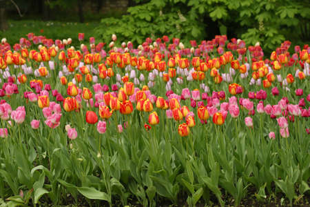 Spring flowers in a garden. Multicolored tulipsの写真素材