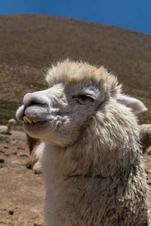 Alpaca wandering in a pastureの写真素材