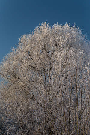 Trees covered with hoarfrost on a sunny winter dayの写真素材