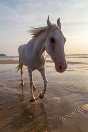 White horse on a beach in India at the sunsetの写真素材