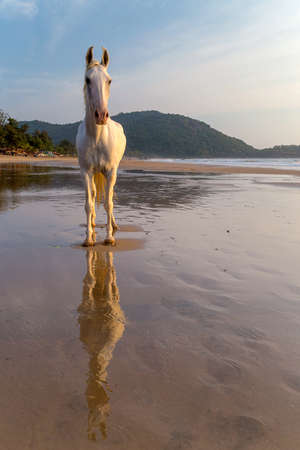 White horse on a beach in India at the sunsetの写真素材