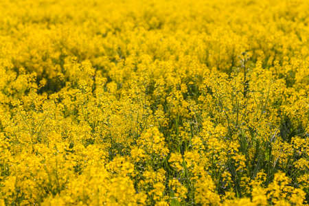 Field of blooming colza, also known as rapeseed (Brassica napus)の写真素材