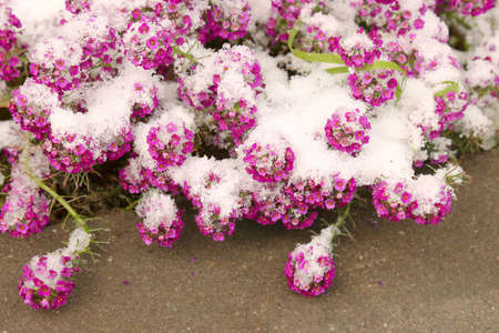 Small pink flowers under the fresh snowの写真素材