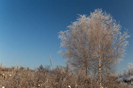 Trees covered with hoarfrost on a sunny winter dayの写真素材