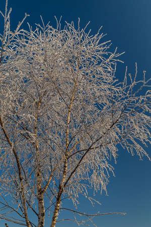 Young birch tree covered with hoarfrost on the background of blue sky. Sunny winter dayの写真素材