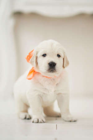 golden Retrieverの写真素材