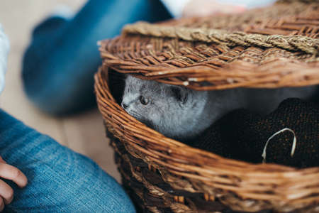 Cute gray kitten in wicker basket isolated on whiteの写真素材