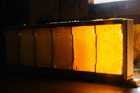 Close-up view of honeycombs in wooden frame with full cells of honey sealed with wax on table at dark bee house.の写真素材