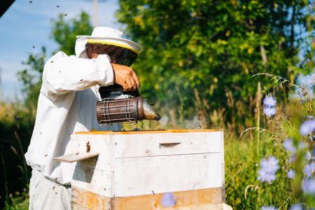 Apiarist in protective white suit and gloves fumigating beehive with bee smoker to calm bees at apiary in bright summer sunny day. Apiarist inspecting beehive among nature.の写真素材