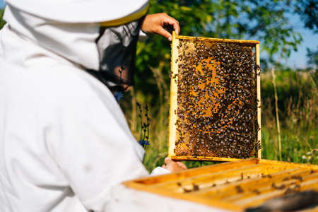 Back view of beekeeper checking honeycomb full of bees on wooden frame to control situation in bee colony in sunny summer day. Apiarist working with bees and beehives on apiary on nature.の写真素材