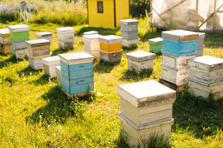 Wooden bee hives on apiary on sunny summer day on green grass meadow. Russian landscape with...