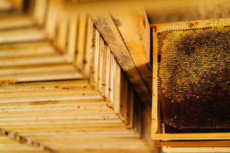 Close-up of wooden honeycomb frames hanging on a shelf in bee house. Sun rays gently illuminate shelves in beehouse.の写真素材