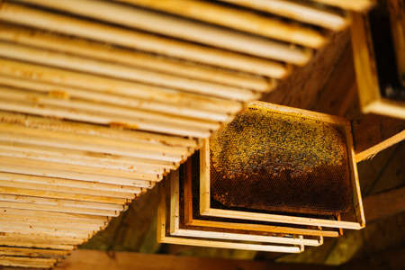 Close-up of wooden honeycomb frames hanging on a shelf in bee house. Sun rays gently illuminate...