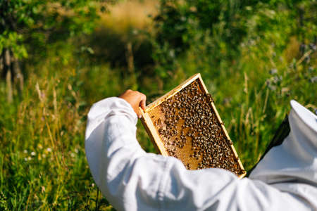 Apiarist checking honeycomb full of bees on wooden frame to control situation in bee colony in sunny...