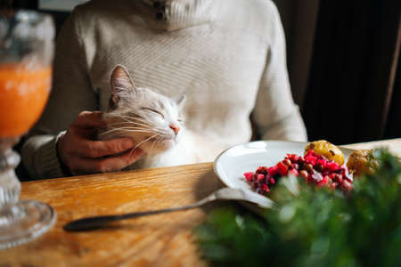 Close-up cropped shot of unrecognizable young man sitting at festive table with cat on lap during holiday party, selective focus. Male holding in hands adorable cat at home.の写真素材