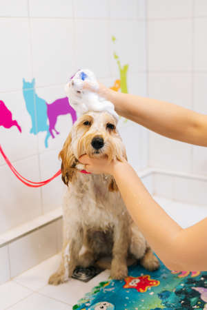 Vertical portrait of happy curly Labradoodle dog, female groomer washing head with shampoo in bathtub at grooming salon, prepare to cut. Unrecognizable woman owner carefully washes pet fur at home.の写真素材