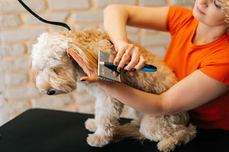 Cropped shot of female groomer combing ears of obedient curly dog Labradoodle with brush, to prepare cutting at table in grooming salon. Woman pet hairdresser prepare dog for professional care.の写真素材