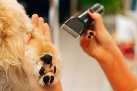 Close-up of female groomer cutting foot of purebred curly dog Labradoodle by haircut machine for animals at table in grooming salon. Woman pet hairdresser doing hairstyle at veterinary spa clinic.の写真素材
