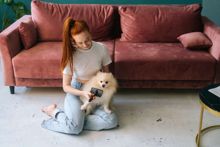 Front view of smiling young woman gently combing pretty white small Spitz pet dog, sitting on floor at home. Happy female taking care about lovely fluffy doggy, grooming at house.の写真素材