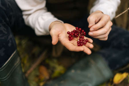 Close-up cropped shot of unrecognizable tourist man sitting under tree in forest and holding wild red berries in hands on overcast rainy day. Concept of scout, research, travel and survival in nature.の写真素材