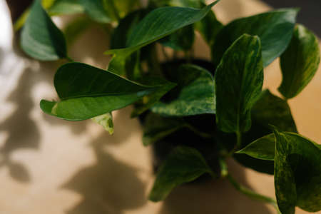 Close-up high-angle view of Devils Ivy Epipremnum in grows in pots, selective focus, no people, indoors. Closeup photo plant in flowerpot on blurred background.の写真素材