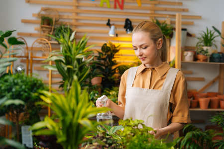 Medium shot of pretty female florist wearing apron spraying water on houseplants in flower pots by sprayer. Happy young woman sprinkles houseflowers using spray bottle. Gardener watering house plants.の写真素材
