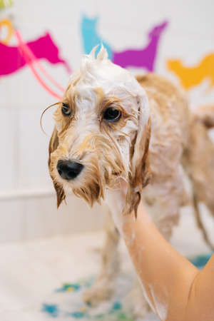 Close-up vertical shot of adorable obedient curly Labradoodle dog, female groomer washing pet with shampoo in bathroom at grooming salon. Unrecognizable woman owner carefully washes pet fur at home.の写真素材