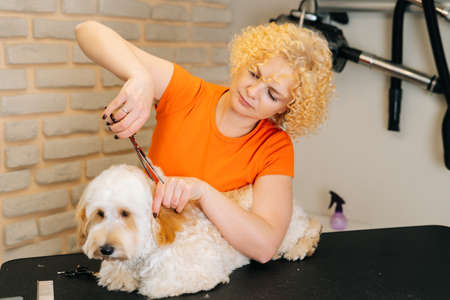 Portrait of professional female groomer cutting head of obedient curly dog Labradoodle by hairdressing scissors for animals in grooming salon. Woman pet hairdresser doing hairstyle at vet spa clinic.の写真素材