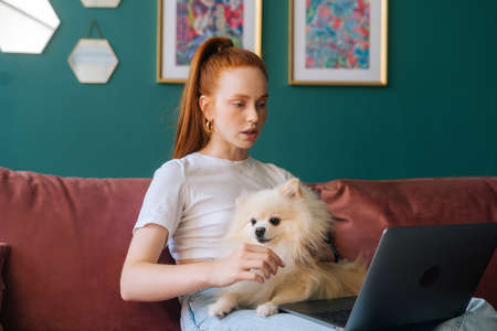 Attractive redhead young woman having online video call using laptop computer sitting on comfortable sofa cuddling cute small white Spitz pet dog, at apartment with modern interior.の写真素材