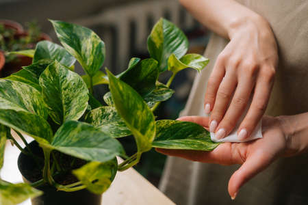 Close-up high-angle view of unrecognizable female florist in apron removing dust from green foliage of plants in floral shop. Closeup young woman taking care of houseplants at home, dusting flowers.の写真素材