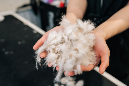 Close-up hands of unrecognizable female groomer holding clipped hair after getting haircut and shave at salon. Master pet hairdresser giving professional service in veterinary clinic.の写真素材