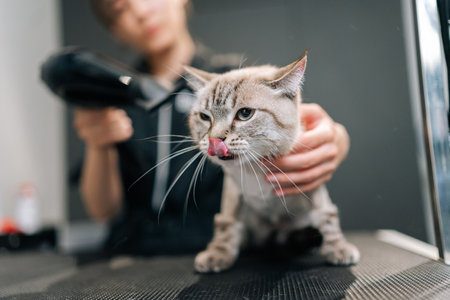Closeup head of bald adorable cat drying under hairdryer after shaving and bath on grooming salon. Master pet hairdresser giving professional service in veterinary clinic. Concept of animal grooming.の写真素材
