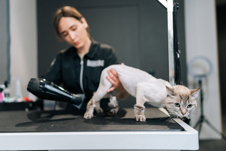 Portrait of bald frightened cat drying under hairdryer after shaving and bath on grooming salon. Master pet hairdresser giving professional service in veterinary clinic. Concept of animal grooming.の写真素材