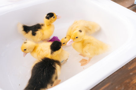 Closeup view group of adorable little yellow ducklings swimming in sink of water at summer gazebo...