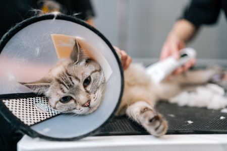 Close-up muzzle of scared domestic cat having shaving procedure in animal salon, looking at camera....