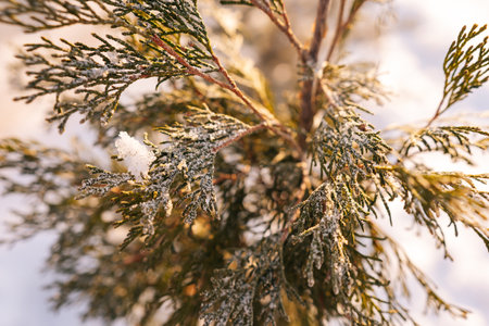 Closeup cropped shot of snow-covered green pine top swaying on cold wind standing frozen forest....