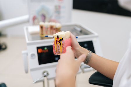 Closeup hands of unrecognizable female dentist holding teeth model and learning about healthy teeth...