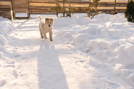 Funny little puppy dog playing alone in snow at backyard, having winter fun outside. White domestic animal pet enjoying winter playing in snow on sunny day, no people. Concept of home cozy atmosphere.の写真素材
