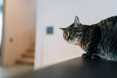 Green-eyed European shorthair tabby lying resting on furniture, gazing attentively with serene curiosity. Portrait of cute domestic cat spending time indoors at home, close-up, no people.の写真素材