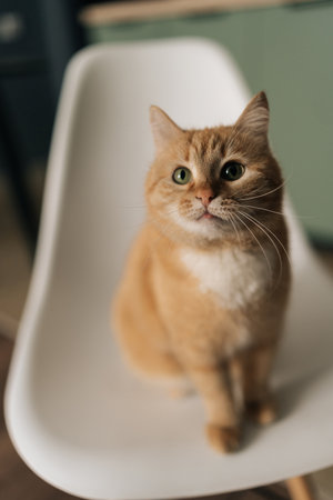 Vertical portrait of cute ginger cat sitting on white chair in cozy living room, enjoying moment of tranquility and peace in cozy domestic setting. Concept of pets, domestic animals.の写真素材