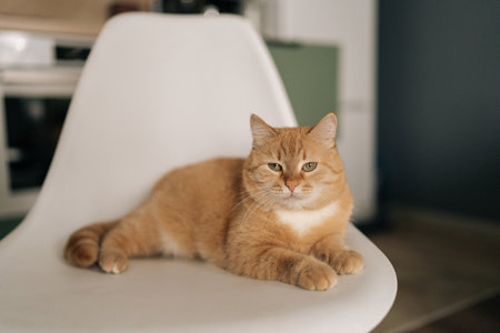 Portrait of adorable ginger cat resting comfortably on white chair, relaxing in modern kitchen room, enjoying moment of tranquility and peace in domestic setting. Concept of pets, domestic animals.の写真素材