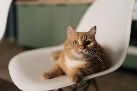 Adorable ginger domestic cat resting comfortably on white chair, relaxing in living room, enjoying moment of tranquility and peace in domestic setting. Concept of pets, domestic animals.の写真素材